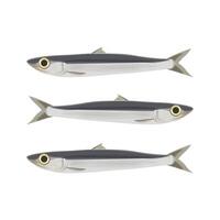 Isolated Fresh anchovies vector
