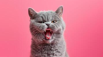 British Shorthair, angry cat baring its teeth, studio lighting pastel background photo