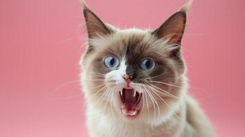 Snowshoe, angry cat baring its teeth, studio lighting pastel background photo