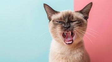 Burmese, angry cat baring its teeth, studio lighting pastel background photo