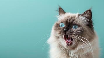 Himalayan, angry cat baring its teeth, studio lighting pastel background photo