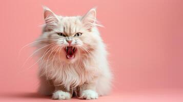 Turkish Angora, angry cat baring its teeth, studio lighting pastel background photo