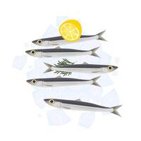 Fresh natural anchovies vector