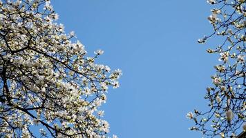 Magnolia Burrard in Vancouver Station cherry blossoms camera shoots against backdrop of skyscraper and blue sky buds of beautiful snow-white tree blossomed curved branches background for ad text video