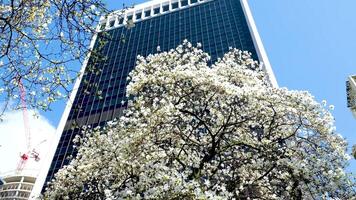 burrard stazione bellissimo alberi fioritura nel primavera nel aprile vicino grattacieli e skytrain stazione magnolia ciliegia fiorire giapponese sakura bianca rosso fiori inghiottire blu cielo senza nuvole centro Visualizza video