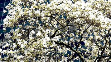 burrard estação lindo árvores flor dentro Primavera dentro abril perto arranha-céus e skytrain estação magnólia cereja Flor japonês sakura branco vermelho flores engolfar azul céu sem nuvens centro da cidade Visão video