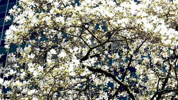 Burr Bahnhof schön Bäume blühen im Frühling im April in der Nähe von Wolkenkratzer und Skytrain Bahnhof Magnolie Kirsche blühen japanisch Sakura Weiß rot Blumen verschlingen Blau Himmel ohne Wolken Innenstadt Aussicht video