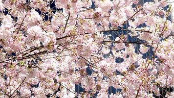 Burrard Station beautiful trees bloom in spring in april near skyscrapers and skytrain station magnolia cherry blossom japanese sakura white red flowers engulf blue sky without clouds downtown view video