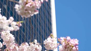 burrard station skön träd blomma i vår i april nära skyskrapor och skytrain station magnolia körsbär blomma japansk sakura vit röd blommor uppsluka blå himmel utan moln stadens centrum se video