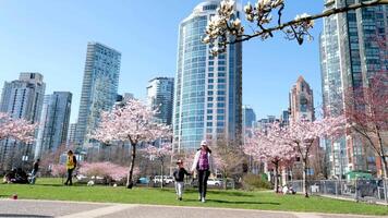 David Lam Park spring in big city cherry blossoms skyscrapers strolling pedestrians Pacific Ocean ships all this in several videos that can make good movie geese cyclists families women and men