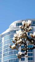 Cherry blossoms in full bloom in the city Blooming sakura cherry blossom branch with skyscraper building in background in spring, Vancouver, BC, Canada. David Lam Park video