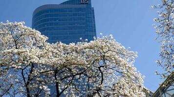 Burrard Station beautiful trees bloom in spring in april near skyscrapers and skytrain station magnolia cherry blossom japanese sakura white red flowers engulf blue sky without clouds downtown view video