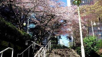 Burrard Station beautiful trees bloom in spring in april near skyscrapers and skytrain station magnolia cherry blossom japanese sakura white red flowers engulf blue sky without clouds downtown view video