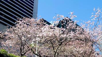 burard station magnifique des arbres Floraison dans printemps dans avril près grattes ciels et skytrain station magnolia Cerise fleur Japonais Sakura blanc rouge fleurs engloutir bleu ciel sans pour autant des nuages centre ville vue video