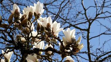 The white magnolia blossomed in the morning video