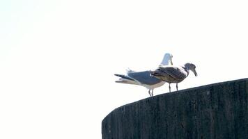 two seagulls young and adult sit upstairs on a white background space for text turn back away from each other man and woman male and female video