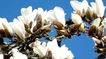 yulan magnolia blommor är i blomma under de blå himmel. vetenskaplig namn är magnolia denudata. video