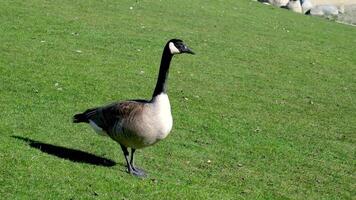 gans ontlasting Uitrustingen Canadees gans gemotiveerd omhoog gans staat in plaats en duurt een kijken in de omgeving van een helder zonnig park met een wandelen pad dichtbij video