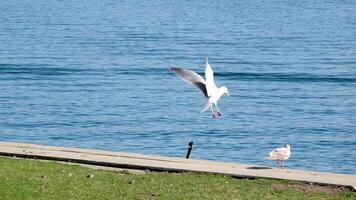 två seagulls stå på de pir, på en svart sudd slang. ett flugor bort, de andra resterna stående. solnedgång ljus, kväll. hög kvalitet stänga upp antal fot video