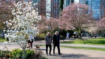 David Lam Park spring in big city cherry blossoms skyscrapers strolling pedestrians Pacific Ocean travel famous places flowering trees magnolia cherry blue sky skyscrapers early spring video