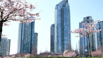 körsbär blomma och vancouver stad bakgrunder, vancouver kanada video