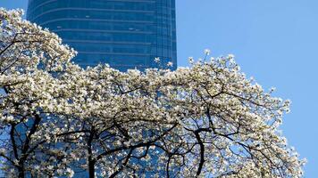 Magnolia Burrard in Vancouver Station cherry blossoms camera shoots against backdrop of skyscraper and blue sky buds of beautiful snow-white tree blossomed curved branches background for ad text video