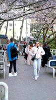 Burrard Station trees bloom in spring near skyscrapers and skytrain station cherry blossom People walk taking pictures against background of flowering trees spring mood life in big city real people video