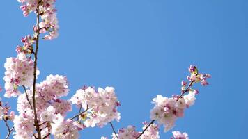 primavera fioritura di mandorla alberi con bellissimo rosa fiori con un' nettare file per api. un' meraviglioso naturale trasformazione. video