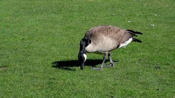 baby goslings eating in green grass followed by adult Canada goose. Canada geese can establish breeding colonies in urban and cultivated areas, which provide food and few natural predators video