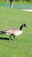 Canadian goose walking in green grass and mud near lake pond video