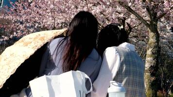 Two Asian girls are sitting on picnic by sakura blossoms cherry blossoms next to sun umbrella drinking interested reading something watching mobile phone white shirt sincerely beautiful Asian women video