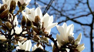 large magnolia flowers against the background of withered branches of another tree of life death comparison Magnolia x soulangeana, against a blue sky Cambridge, Massachusetts. video