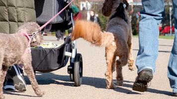 Vancouver, avanti Cristo, Canada. david lam parco camminare con cani nel parco animale vita correre comunicare cani ottenere per conoscere ogni altro camminare respirare fresco aria il telecamera spara giù il gambe di persone e vario animali domestici video