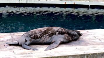 il macchiato corpo di un vecchio foca è disteso su un' lastra un' pietra lastra vicino il blu acqua nel il zoo oceanarium un' stanco abete rosso animale si dimena suo coda bugie disteso video