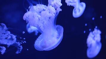 hoog kwaliteit animatie van gloeiend kosmisch cyaan blauw kwal zee gelei vredig zwemmen in diep donker oceaan aquarium. kan worden gebruikt net zo achtergrond of net zo stand-alone . naadloos lus 4k video