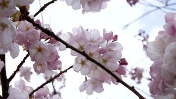 toronto, ontario, Canada Maggio ciliegia fiori nel il primavera a Università di toronto città universitaria video
