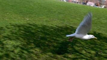 David lam parc mouettes promenade par une épanouissement parc à la recherche pour nourriture en volant dans le ciel contre le toile de fond de grattes ciels énorme blanc ailes oiseau bien ensoleillé temps Vancouver video
