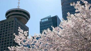 port centre Canada endroit une grand la tour baigné dans Cerise fleurs dans le printemps dans Vancouver, Canada une brillant ciel port observation plate-forme Vancouver attractions centre suivant à le skytrain centre ville video