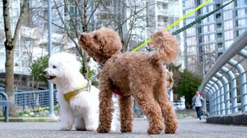 david lam parco yaletown primavera bene tempo metereologico persone camminare al di fuori con loro animali domestici soffice bellissimo cani avvicinamento animali giocare scherzare su un' guinzaglio con altro cani bene tempo insieme per Salute video