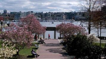 david lam parco yaletown bellissimo parco nel vancouver alto grattacieli persone a piedi nel primavera Pacifico oceano molo ciclisti sole chiaro cielo fioritura ciliegia chiaro soleggiato giorno gabbiani volare riposo fine settimana video