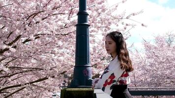 triste asiatique fille des stands près Cerise fleurs sur le pont regards vers le bas vagues arrose pétales du repos périple imaginer beauté video