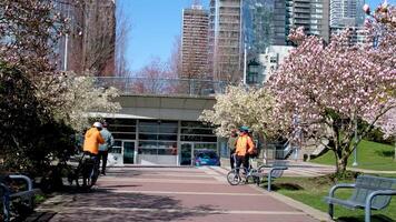 David lam Park Yaletown schön Park im Vancouver hoch Wolkenkratzer Menschen Gehen im Frühling Pazifik Ozean Steg Radfahrer Sonne klar Himmel blühen Kirsche klar sonnig Tag Möwen fliegen sich ausruhen Wochenende video