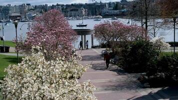 david eu sou parque Yaletown lindo parque dentro Vancouver Alto arranha-céus pessoas caminhando dentro Primavera pacífico oceano cais ciclistas Sol Claro céu florescendo cereja Claro ensolarado dia gaivotas mosca descansar final de semana video