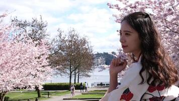 Canada Vancouver all people are photographed in parks against the backdrop of cherry blossoms a girl in a beautiful embroidered oriental blouse is leaning on a bridge Japanese traditional clothes. video