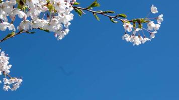 sakura, kers bloesems in uji, Kyoto prefectuur, Japan bijen vlieg in de buurt de bloeiende Pruim boom. langzaam beweging van dieren in het wild, voorjaar verhaal video