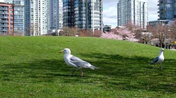 david justicia parque gaviotas paseo mediante un floreciente parque mirando para comida volador en el cielo en contra el fondo de rascacielos enorme blanco alas pájaro bueno soleado clima Vancouver video