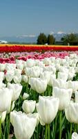 blikken dubbele wit tulpen rijen van wit tulpen in tuin Istanbul video