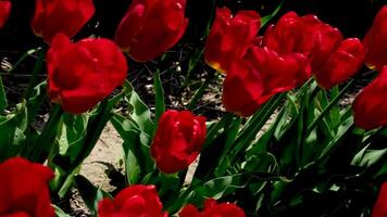 een veld- van levendig, rood tulpen bloei in lente. video