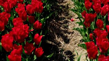 en fält av vibrerande, röd tulpaner blooms i våren. video
