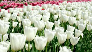 lattine Doppio bianca tulipani righe di bianca tulipani nel giardino Istanbul video